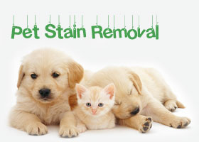 carpet steam cleaners